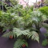 Kép 6/14 - Cyathea cooperi - páfrányfa nagy méretben