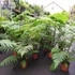 Kép 3/14 - Cyathea cooperi - páfrányfa nagy méretben