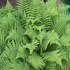 Kép 1/8 - Dryopteris filix-mas 'Linearis Polydactyla' – Erdei pajzsika