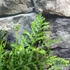Kép 4/8 - Dryopteris filix-mas 'Linearis Polydactyla' – Erdei pajzsika