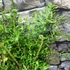 Kép 5/8 - Dryopteris filix-mas 'Linearis Polydactyla' – Erdei pajzsika