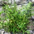 Kép 6/8 - Dryopteris filix-mas 'Linearis Polydactyla' – Erdei pajzsika