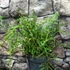 Kép 7/8 - Dryopteris filix-mas 'Linearis Polydactyla' – Erdei pajzsika