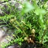 Kép 8/8 - Dryopteris filix-mas 'Linearis Polydactyla' – Erdei pajzsika