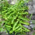 Kép 3/8 - Dryopteris filix-mas 'Linearis Polydactyla' – Erdei pajzsika