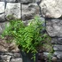 Kép 2/8 - Dryopteris filix-mas 'Linearis Polydactyla' – Erdei pajzsika