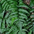 Kép 1/8 - Anisocampium Sheareri