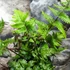 Kép 3/8 - Anisocampium Sheareri