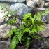 Kép 2/8 - Anisocampium Sheareri