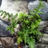 Kép 4/8 - Anisocampium Sheareri