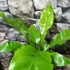 Kép 3/7 - Asplenium nidus nagy
