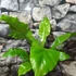 Kép 4/7 - Asplenium nidus nagy