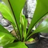 Kép 5/7 - Asplenium nidus nagy