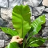 Kép 6/7 - Asplenium nidus nagy