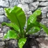 Kép 7/7 - Asplenium nidus nagy