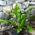 Kép 2/7 - Asplenium nidus nagy