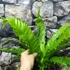 Kép 4/7 - Asplenium 'Osaka' nagy
