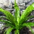 Kép 5/7 - Asplenium 'Osaka' nagy