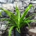 Kép 6/7 - Asplenium 'Osaka' nagy