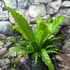 Kép 7/7 - Asplenium 'Osaka' nagy