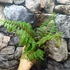 Kép 4/11 - Cyathea tomentosissima - páfrányfa