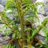 Kép 5/11 - Cyathea tomentosissima - páfrányfa