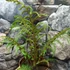 Kép 7/11 - Cyathea tomentosissima - páfrányfa