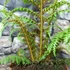 Kép 8/11 - Cyathea tomentosissima - páfrányfa