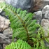 Kép 10/11 - Cyathea tomentosissima - páfrányfa