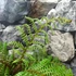 Kép 11/11 - Cyathea tomentosissima - páfrányfa