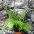 Kép 2/11 - Cyathea tomentosissima - páfrányfa