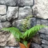 Kép 3/11 - Cyathea tomentosissima - páfrányfa