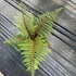Kép 6/11 - Cyathea tomentosissima - páfrányfa