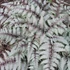 Kép 1/6 - Athyrium niponicum var. pictum ‘Silver Falls’ – japán hölgypáfrány