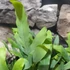 Kép 4/7 - Phlebodium aureum - kék szalagpáfrány