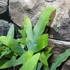 Kép 5/7 - Phlebodium aureum - kék szalagpáfrány