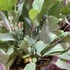 Kép 6/7 - Phlebodium aureum - kék szalagpáfrány