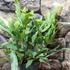 Kép 7/7 - Phlebodium aureum - kék szalagpáfrány