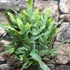Kép 3/7 - Phlebodium aureum - kék szalagpáfrány