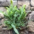 Kép 2/7 - Phlebodium aureum - kék szalagpáfrány
