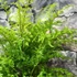 Kép 3/9 - Asplenium bulbiferum