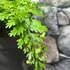 Kép 4/9 - Asplenium bulbiferum