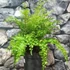 Kép 6/9 - Asplenium bulbiferum