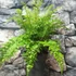 Kép 2/9 - Asplenium bulbiferum