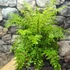 Kép 9/9 - Asplenium bulbiferum