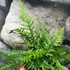 Kép 4/6 - Asplenium × ebenoides - sárkányfarkú páfrány