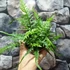 Kép 5/6 - Asplenium × ebenoides - sárkányfarkú páfrány