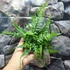 Kép 6/6 - Asplenium × ebenoides - sárkányfarkú páfrány