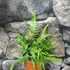 Kép 2/6 - Asplenium × ebenoides - sárkányfarkú páfrány