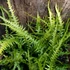 Kép 1/6 - Asplenium × ebenoides - sárkányfarkú páfrány